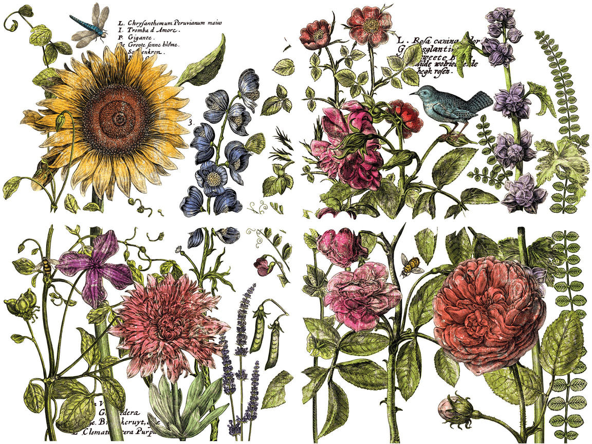 Botanist's Journal Transfer (IOD) Iron Orchid Designs- 12x16 Pad