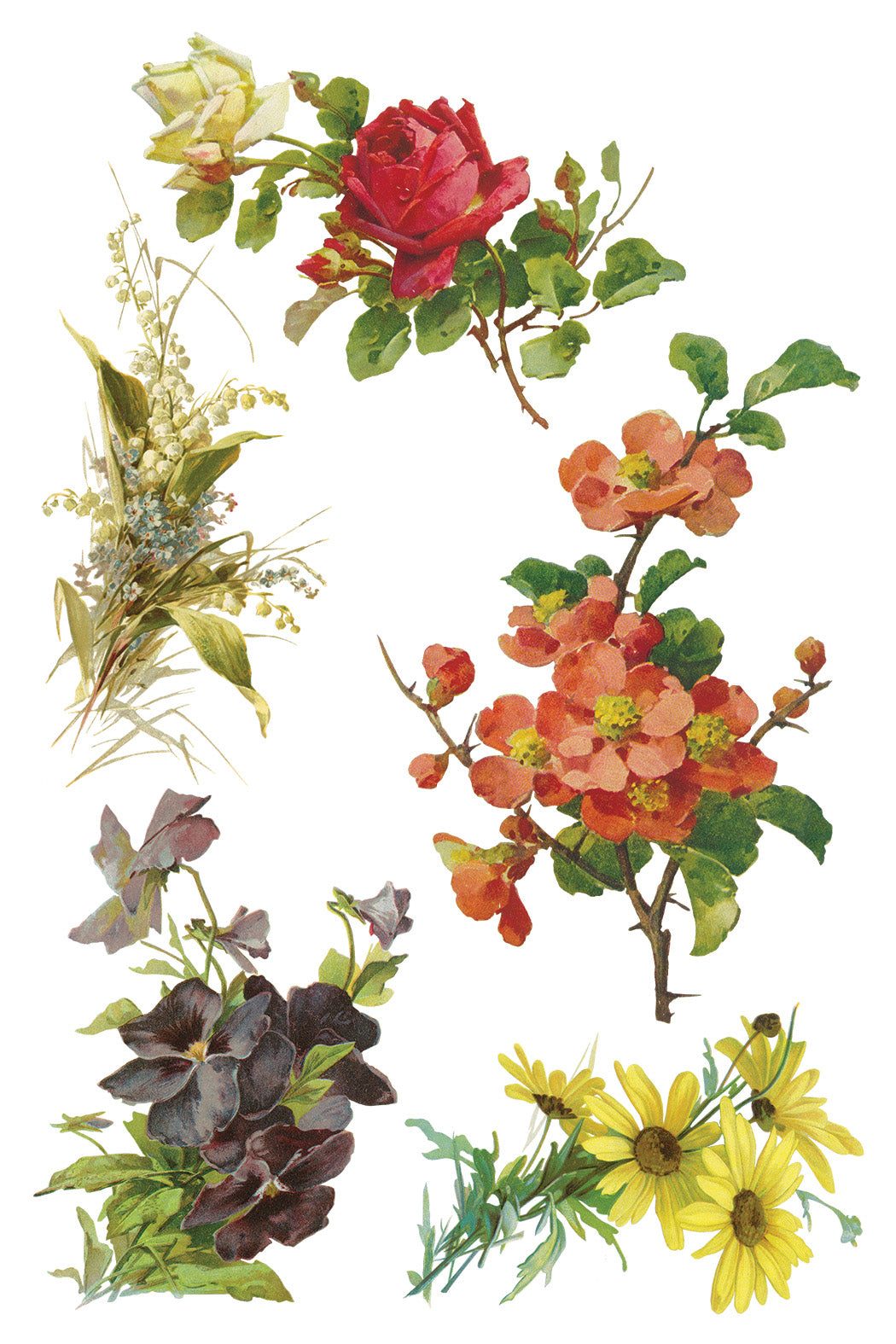 Catharina Transfer (IOD) Iron Orchid Designs Transfer- 8x12 Pad™
