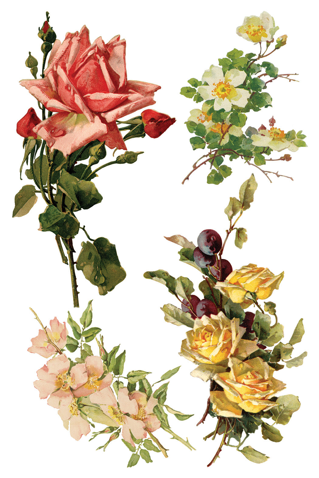 Catharina Transfer (IOD) Iron Orchid Designs Transfer- 8x12 Pad™
