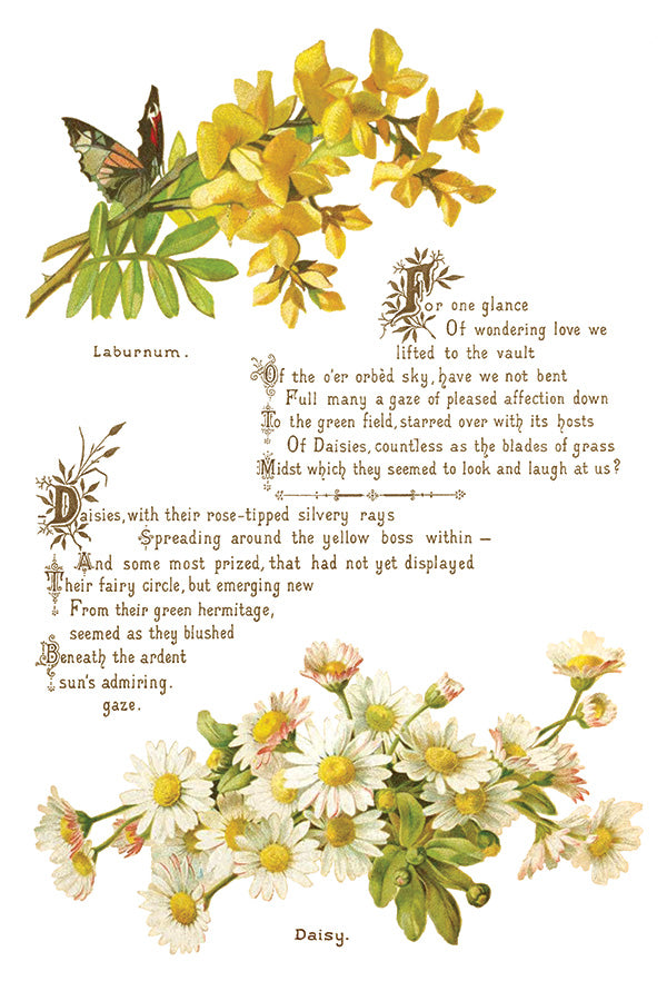 Lover of Flowers Transfer (IOD) Iron Orchid Designs- 8x12 Pad
