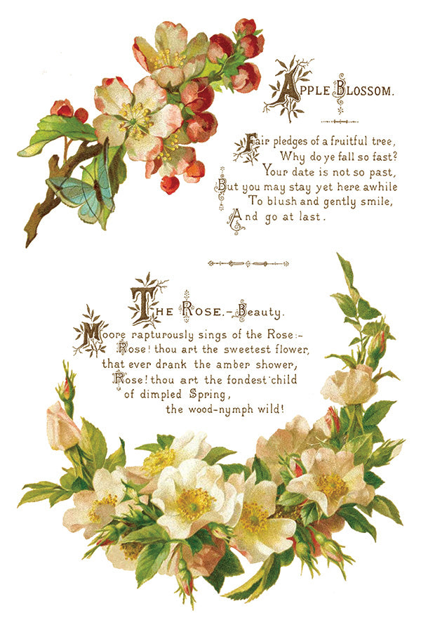 Lover of Flowers Transfer (IOD) Iron Orchid Designs- 8x12 Pad