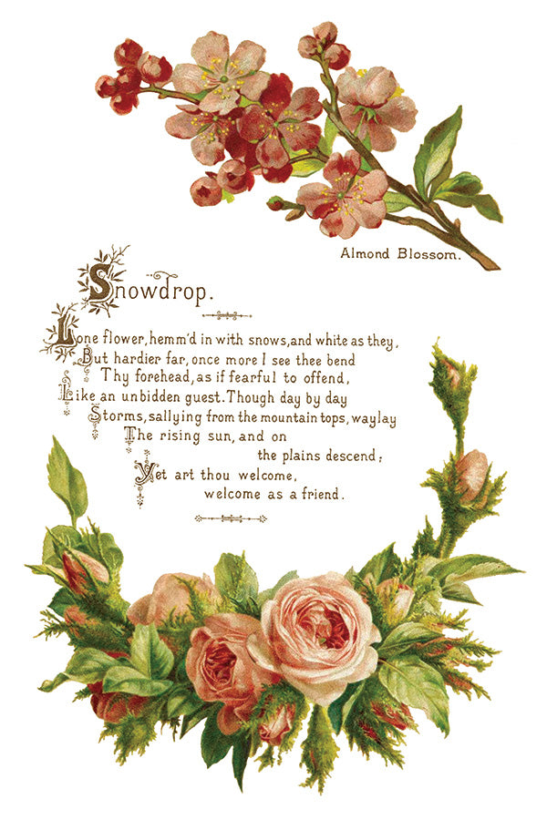 Lover of Flowers Transfer (IOD) Iron Orchid Designs- 8x12 Pad