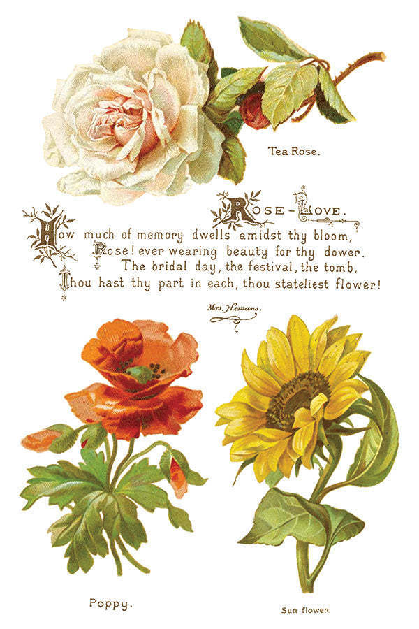 Lover of Flowers Transfer (IOD) Iron Orchid Designs- 8x12 Pad