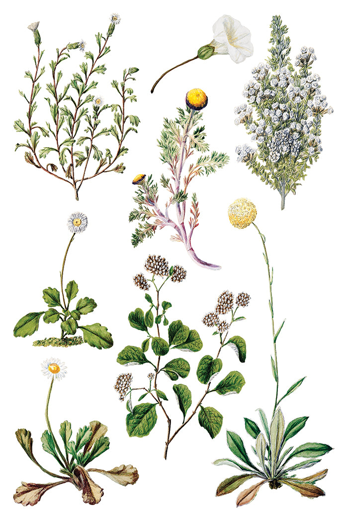 Sarah Featon's Botanicals Transfer (IOD) Iron Orchid Designs- 8x12 Pad
