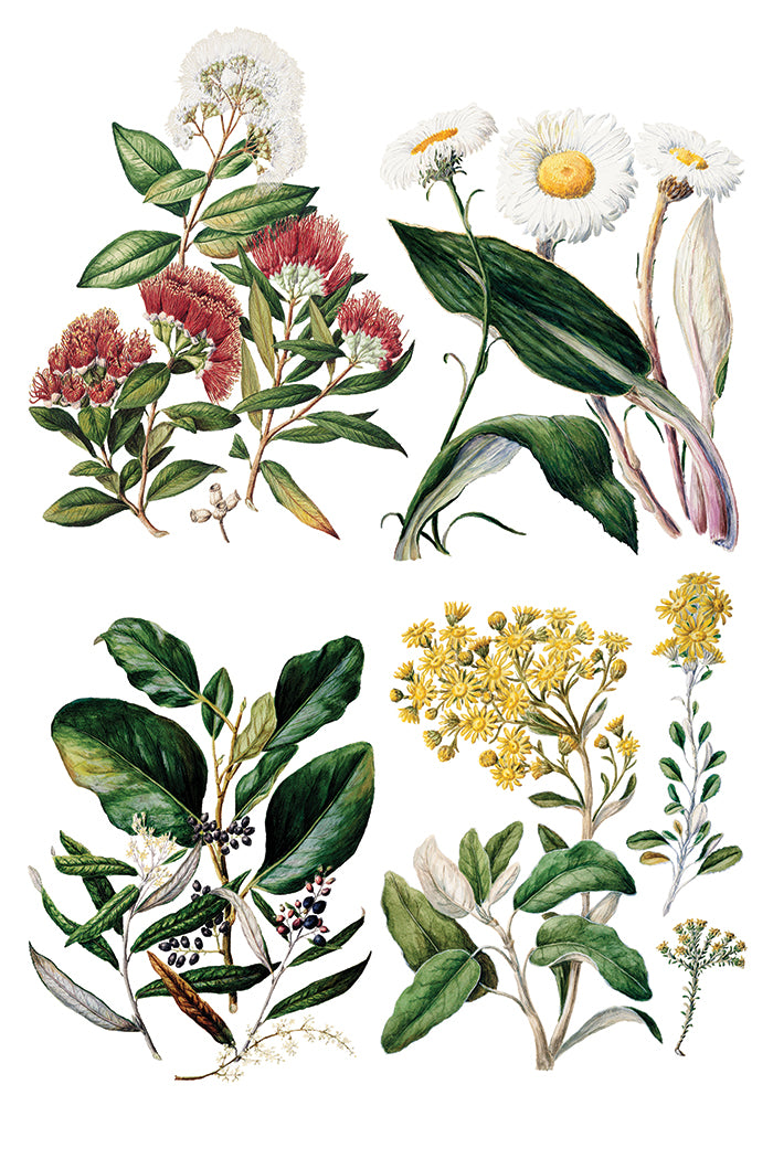 Sarah Featon's Botanicals Transfer (IOD) Iron Orchid Designs- 8x12 Pad