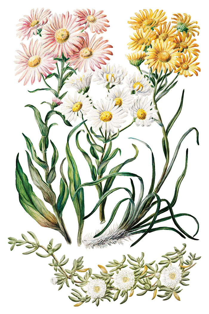Sarah Featon's Botanicals Transfer (IOD) Iron Orchid Designs- 8x12 Pad