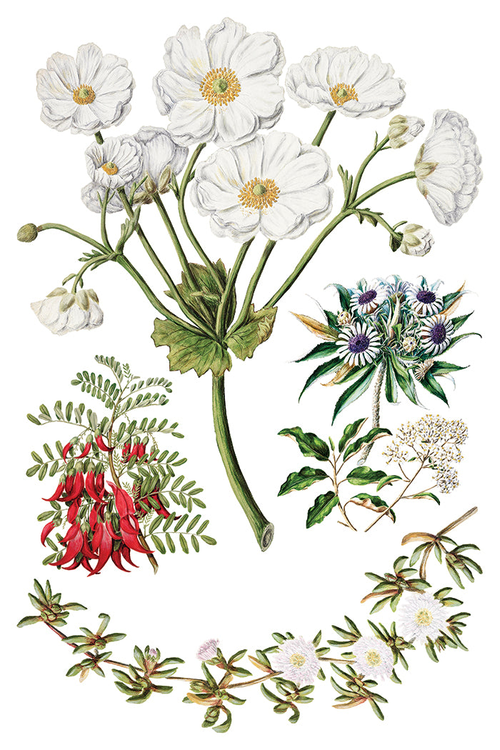Sarah Featon's Botanicals Transfer (IOD) Iron Orchid Designs- 8x12 Pad