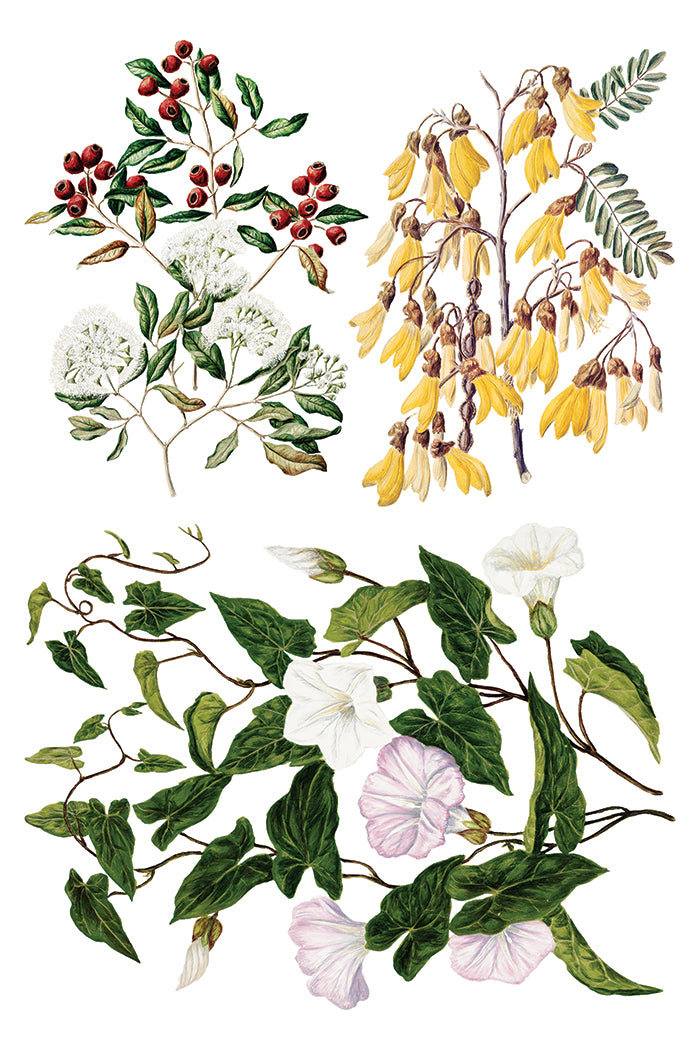 Sarah Featon's Botanicals Transfer (IOD) Iron Orchid Designs- 8x12 Pad