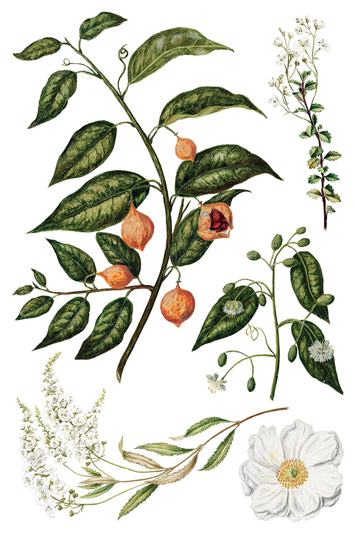 Sarah Featon's Botanicals Transfer (IOD) Iron Orchid Designs- 8x12 Pad