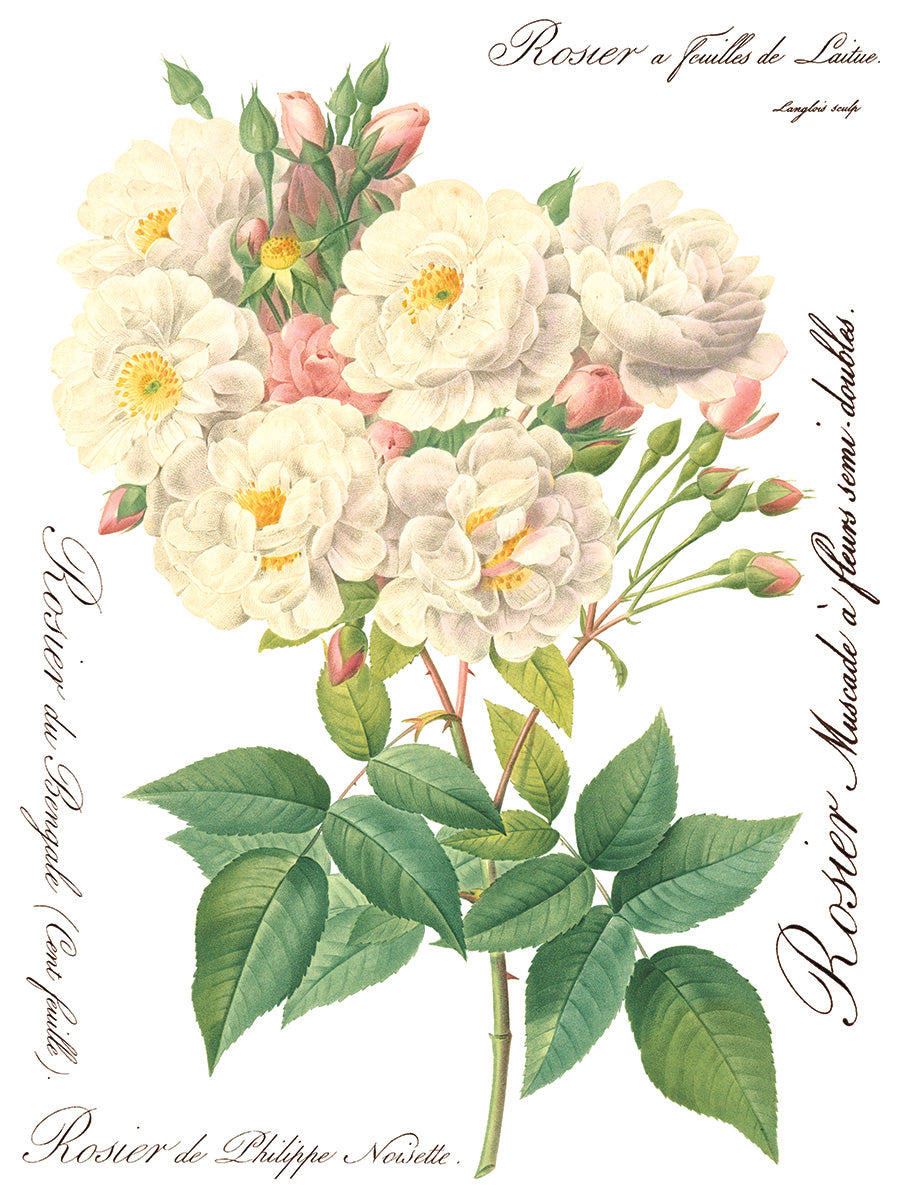 Rose Botanical Transfer (IOD) Iron Orchid Designs- 12x16 Pad
