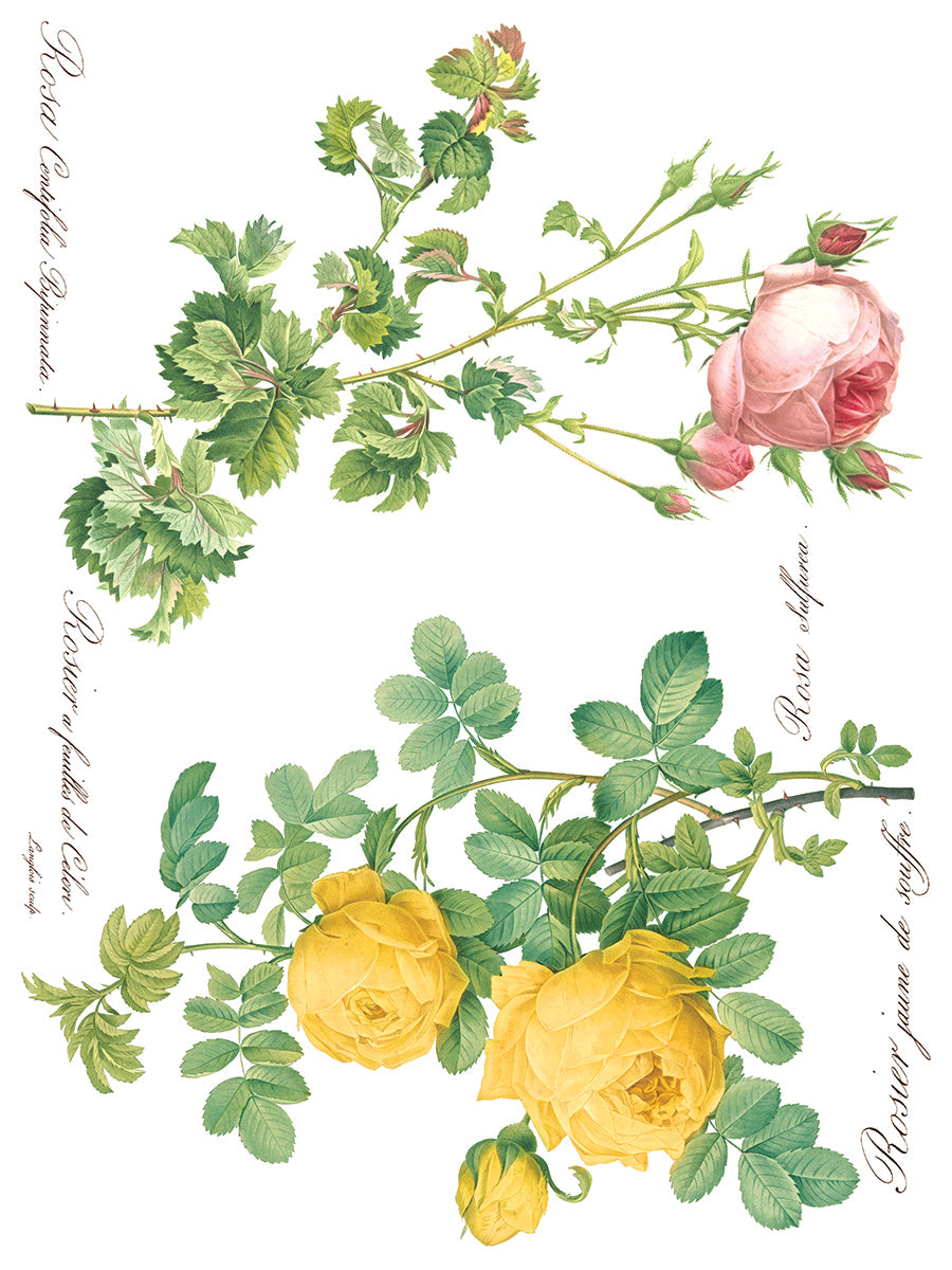 Rose Botanical Transfer (IOD) Iron Orchid Designs- 12x16 Pad