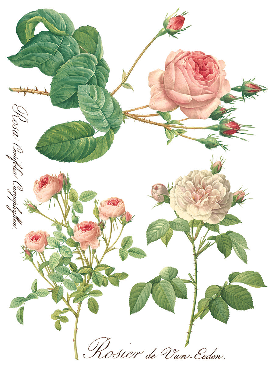 Rose Botanical Transfer (IOD) Iron Orchid Designs- 12x16 Pad