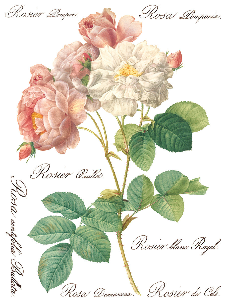 Rose Botanical Transfer (IOD) Iron Orchid Designs- 12x16 Pad