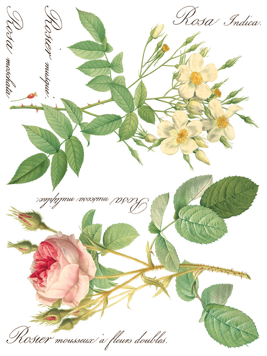Rose Botanical Transfer (IOD) Iron Orchid Designs- 12x16 Pad