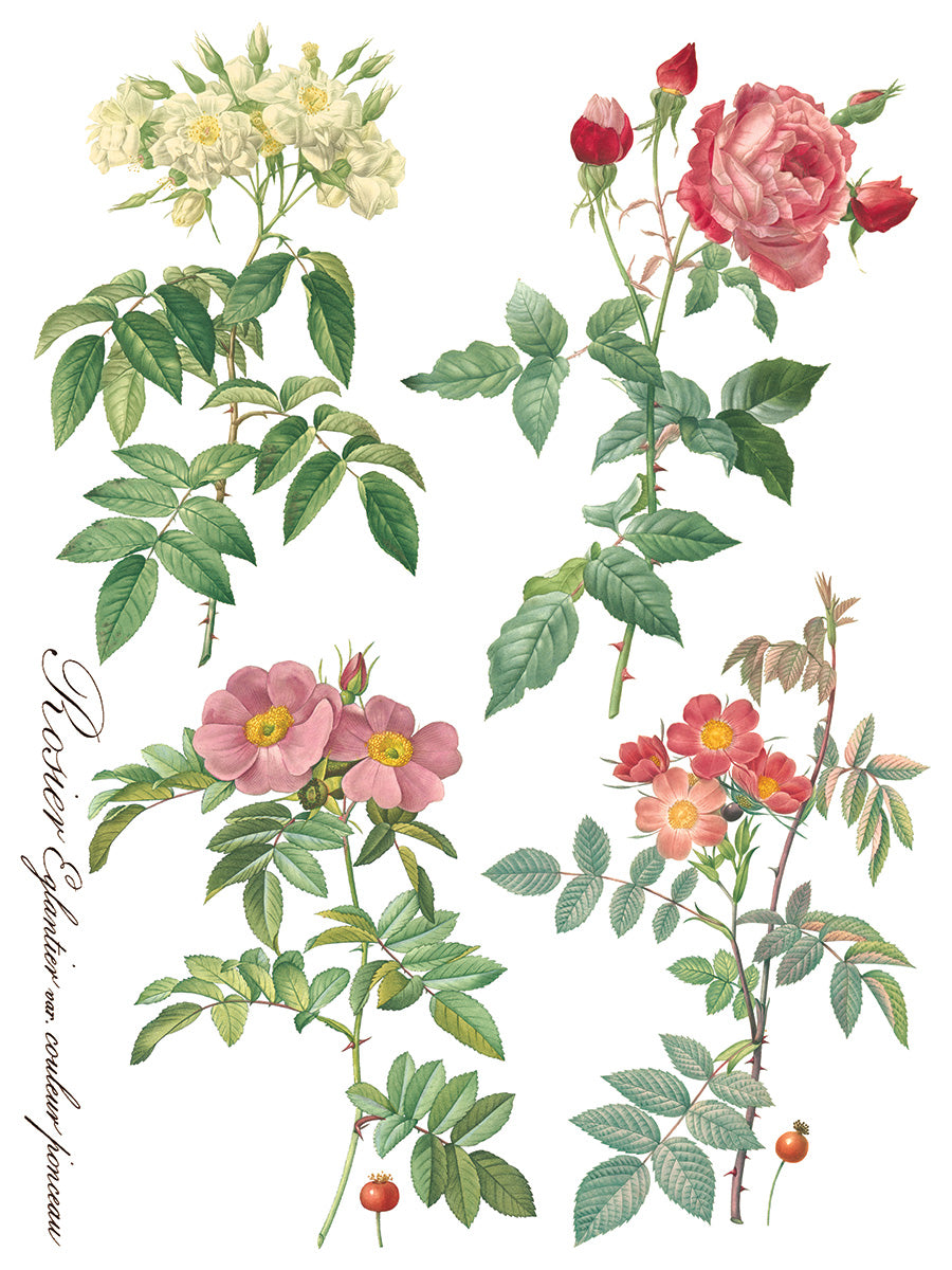 Rose Botanical Transfer (IOD) Iron Orchid Designs- 12x16 Pad