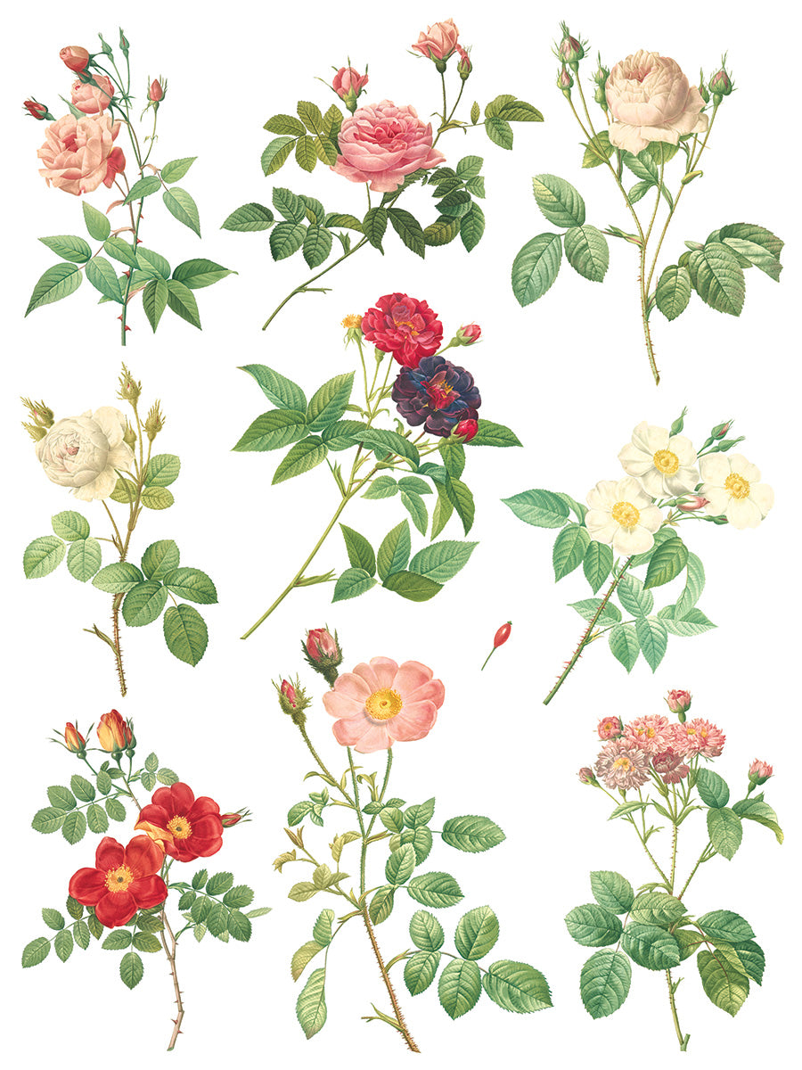 Rose Botanical Transfer (IOD) Iron Orchid Designs- 12x16 Pad