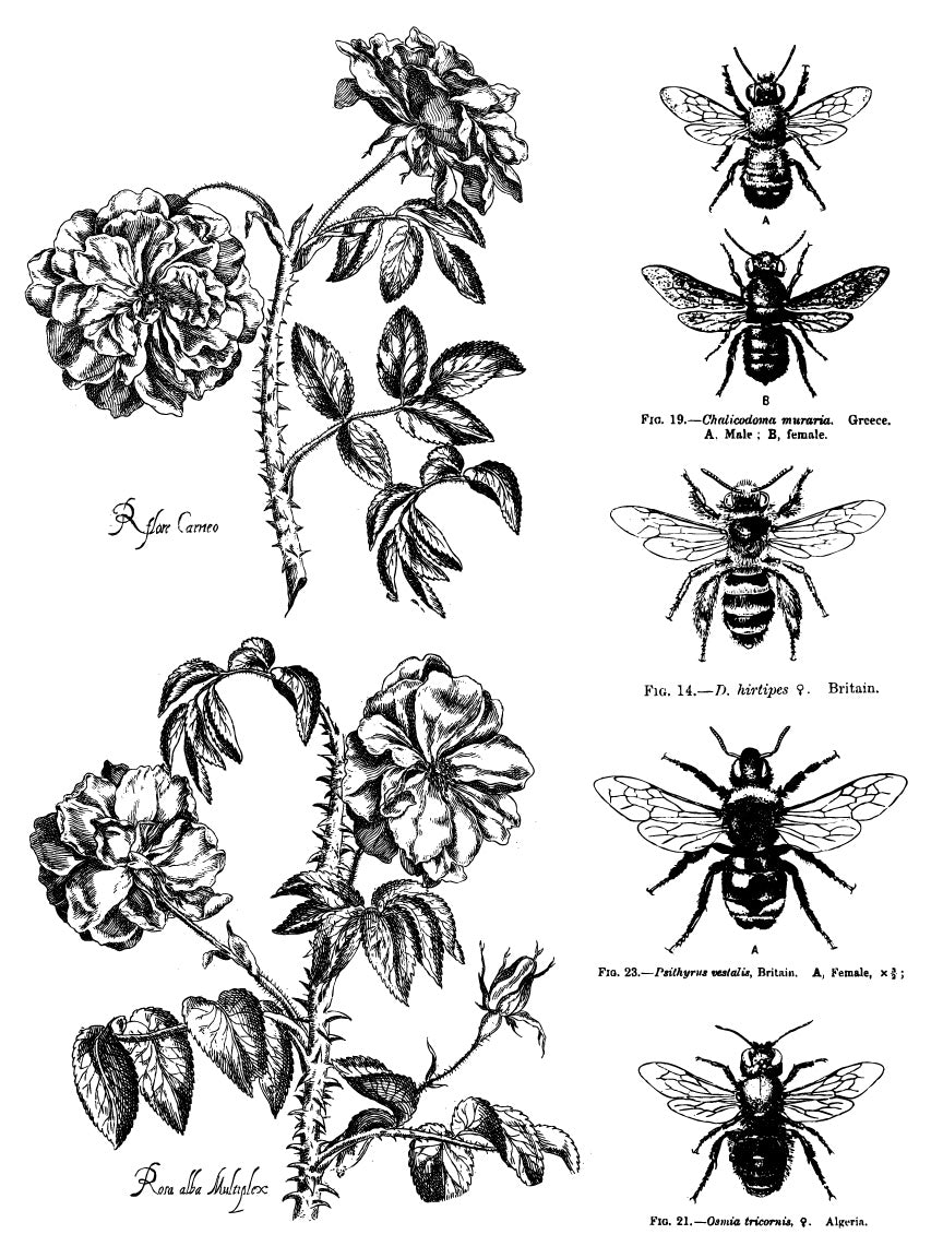 Mélange Paint Inlay (IOD) Iron Orchid Designs- 12x 16 Pad
