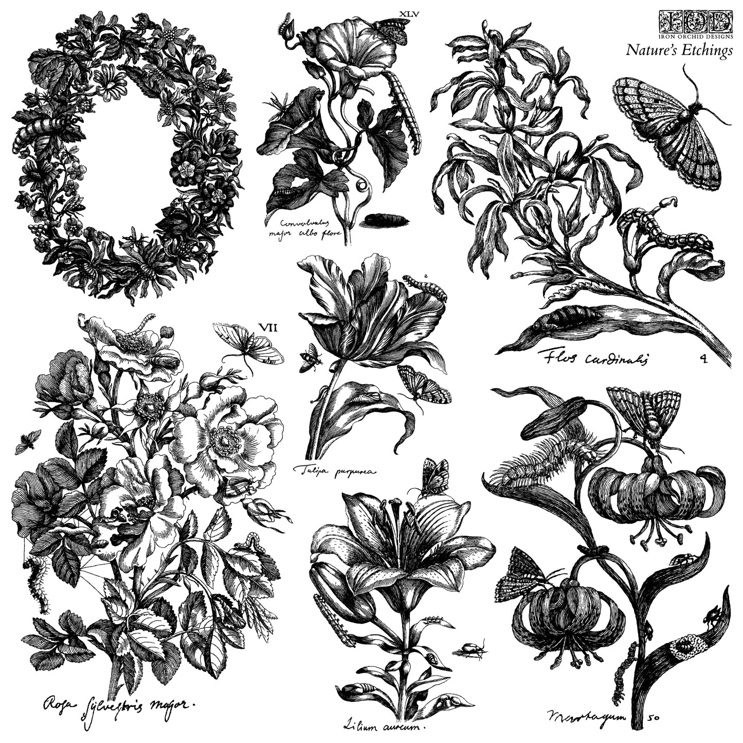 Nature's Etchings Stamp (IOD) Iron Orchid Designs- 12x12