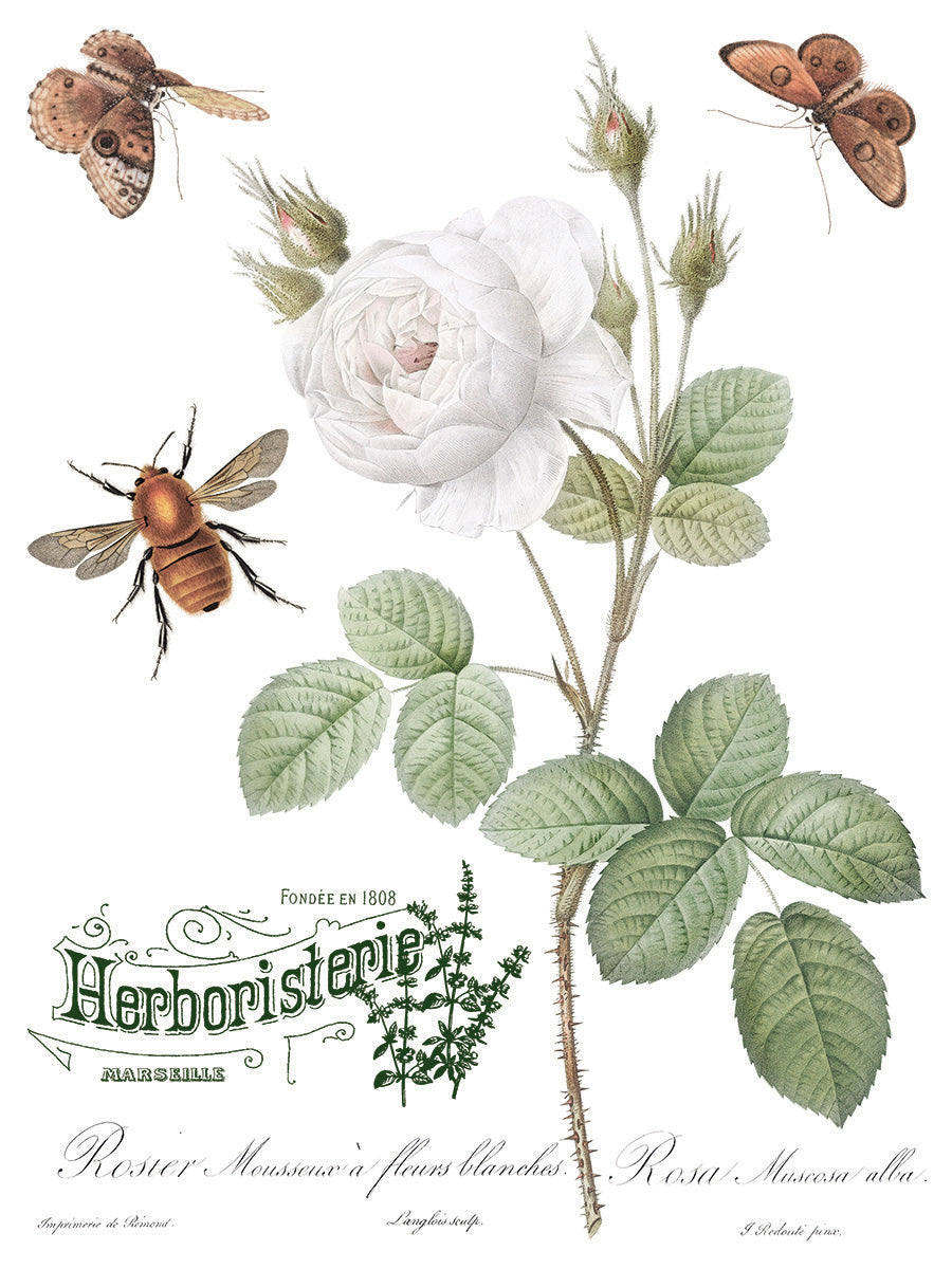 Brocante Transfer (IOD) Iron Orchid Designs- 12x16 Pad™