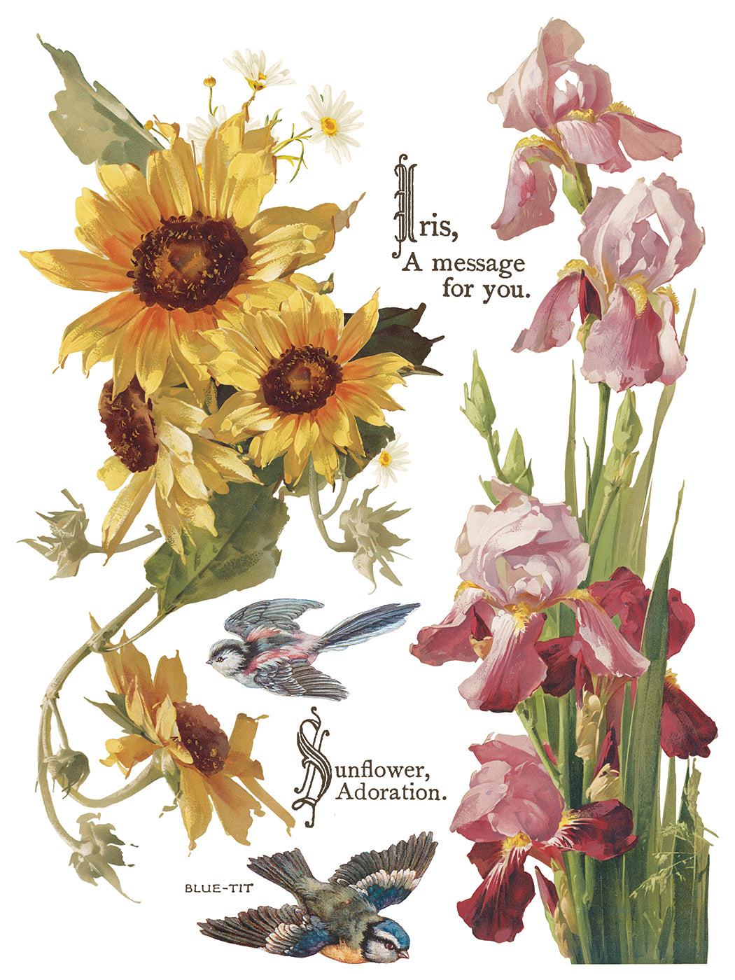 Flowers by the Poets Transfer (IOD) Iron Orchid Designs- 12x16 Pad