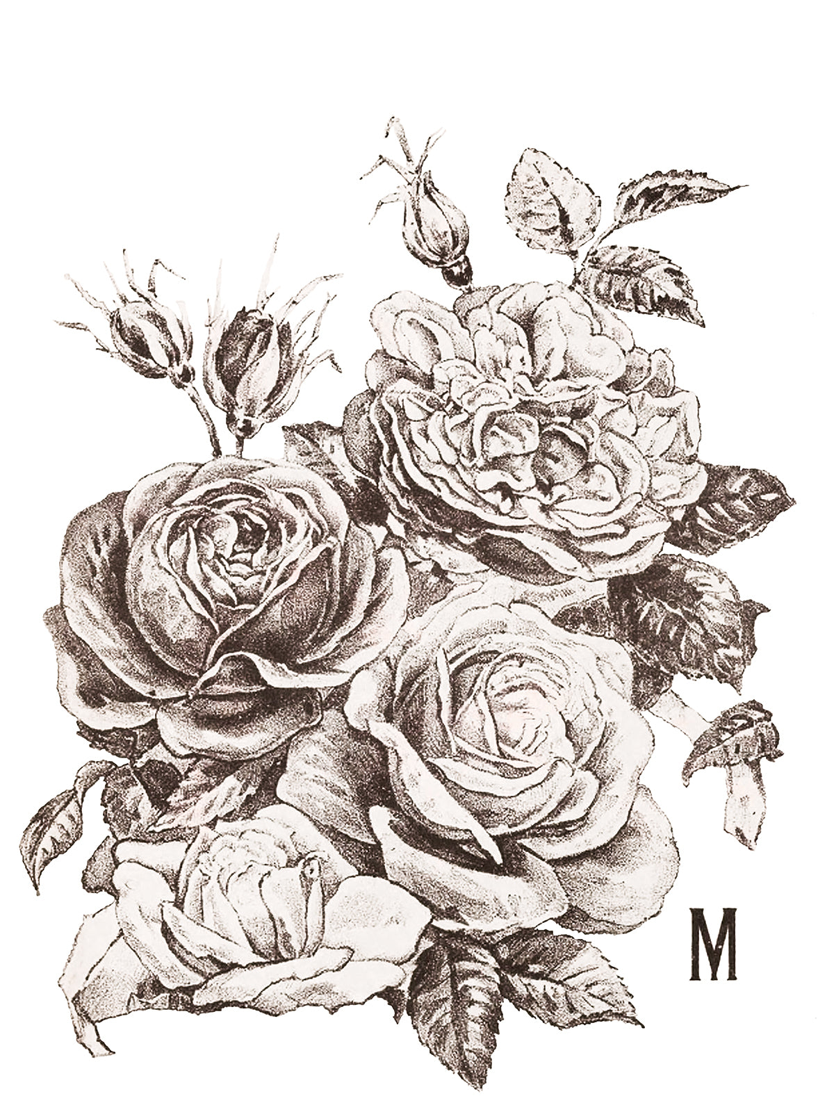 May's Roses Transfer (IOD) Iron Orchid Designs- 12x16 Pad