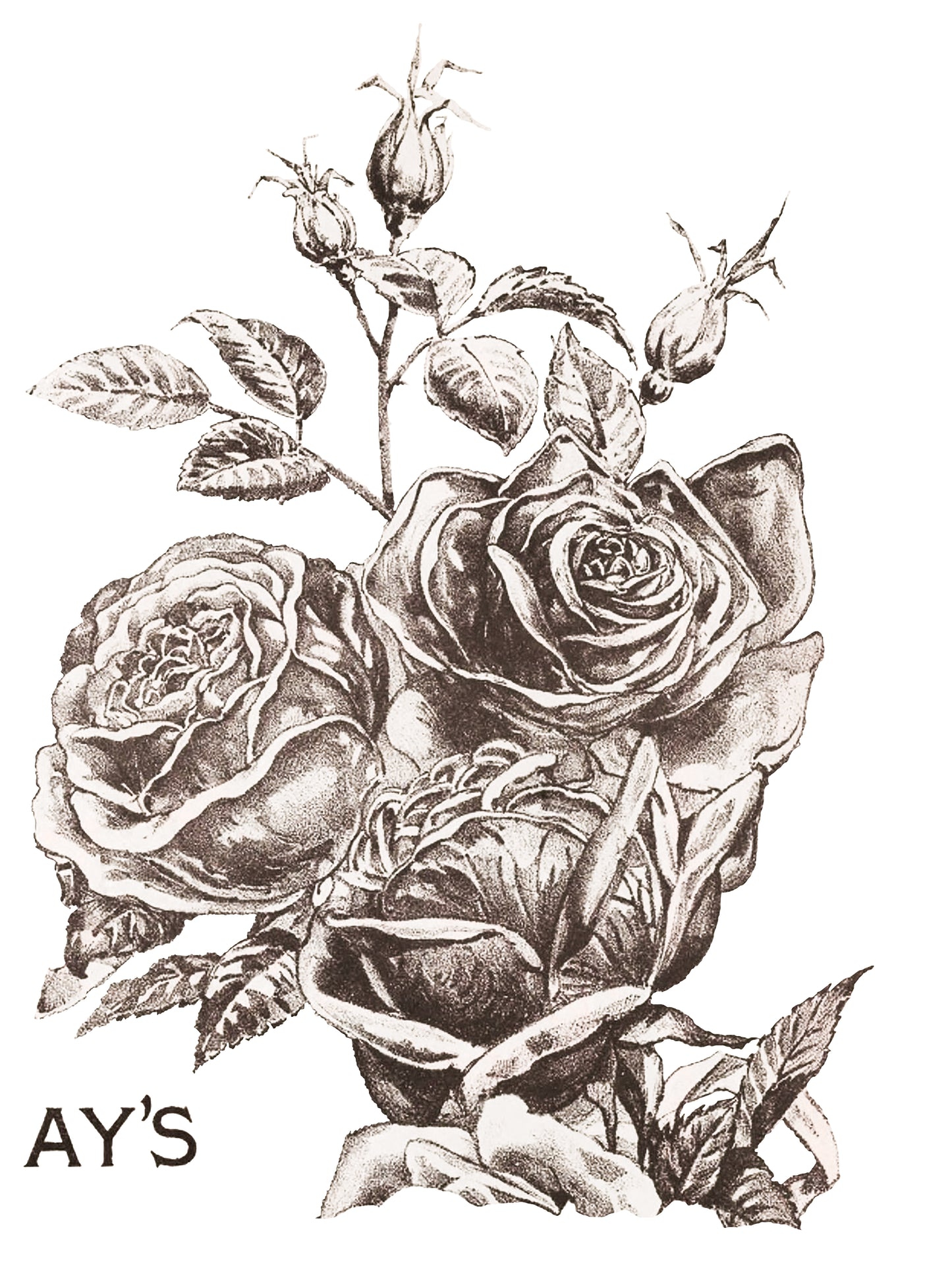 May's Roses Transfer (IOD) Iron Orchid Designs- 12x16 Pad