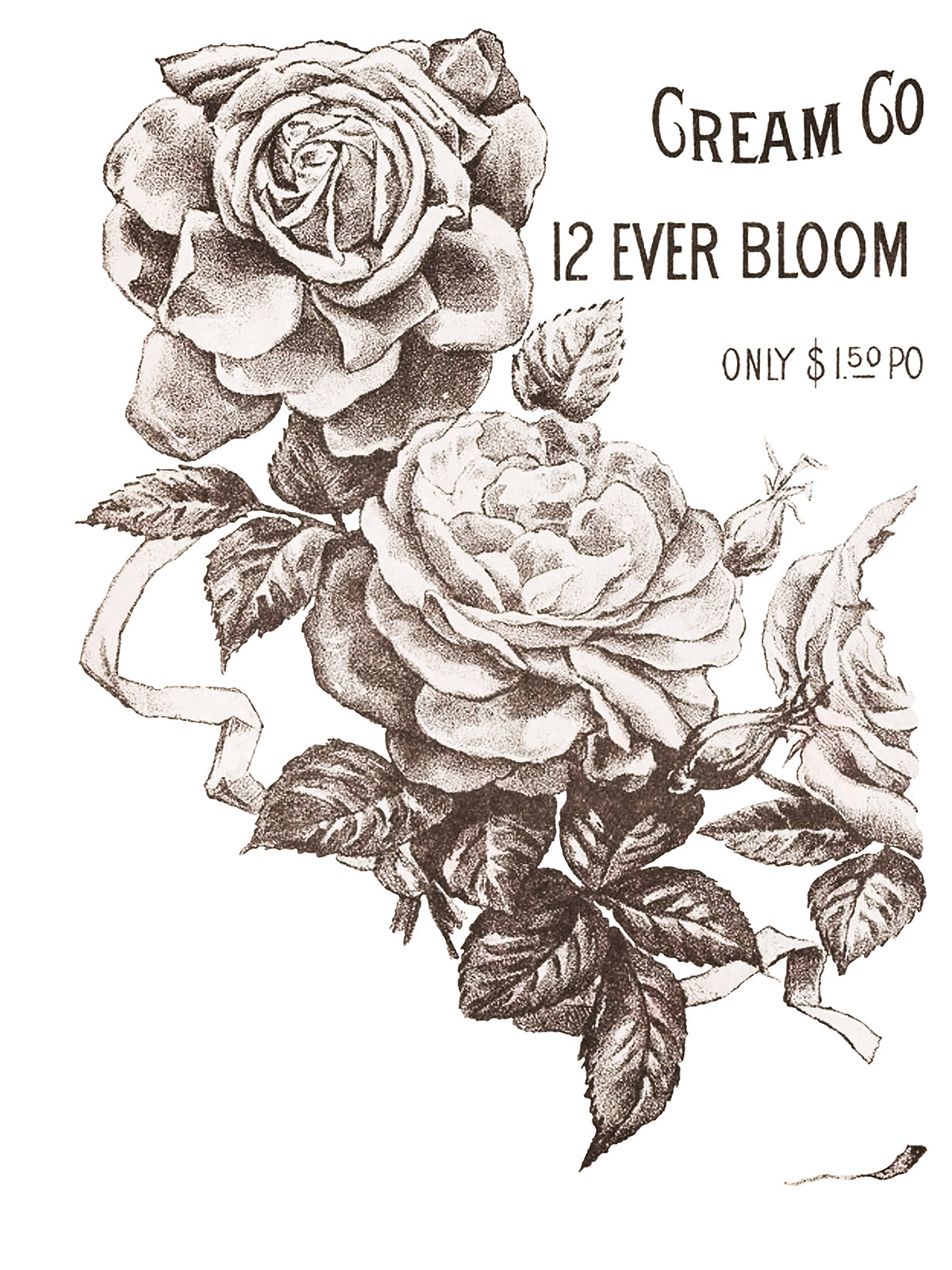 May's Roses Transfer (IOD) Iron Orchid Designs- 12x16 Pad