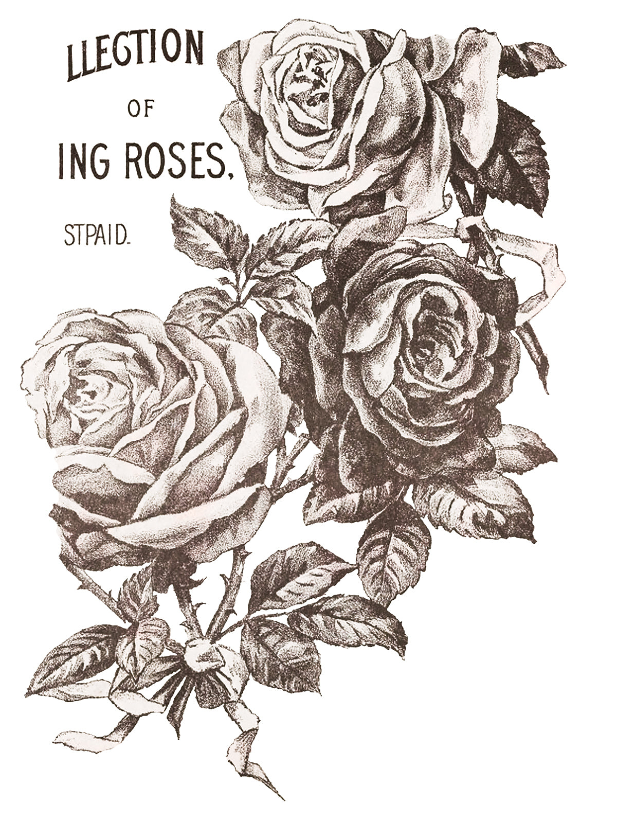 May's Roses Transfer (IOD) Iron Orchid Designs- 12x16 Pad