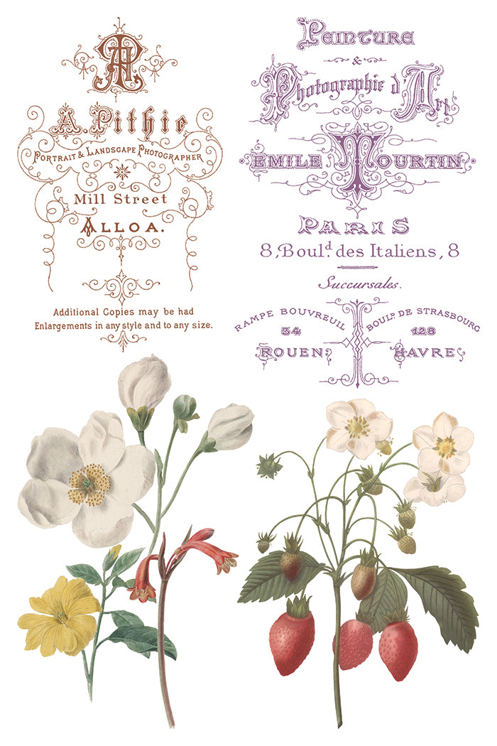 Saint Ouen Transfer (IOD) Iron Orchid Designs- 8x12 Pad™