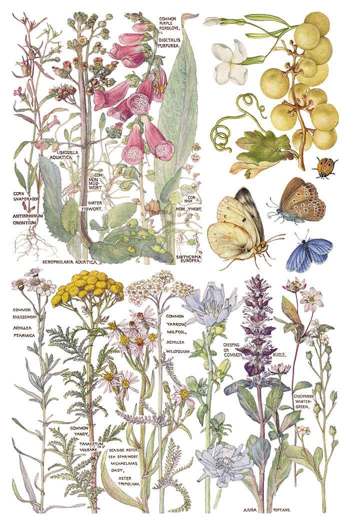 Primrose Isle Transfer (IOD) Iron Orchid Designs- 8x12 Pad