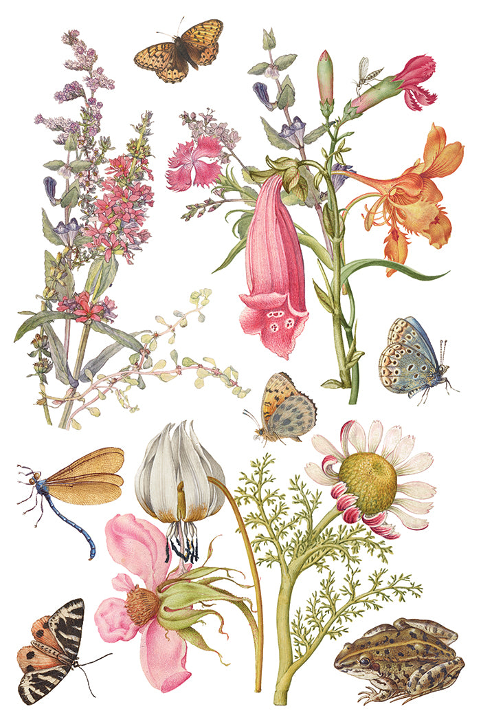 Primrose Isle Transfer (IOD) Iron Orchid Designs- 8x12 Pad