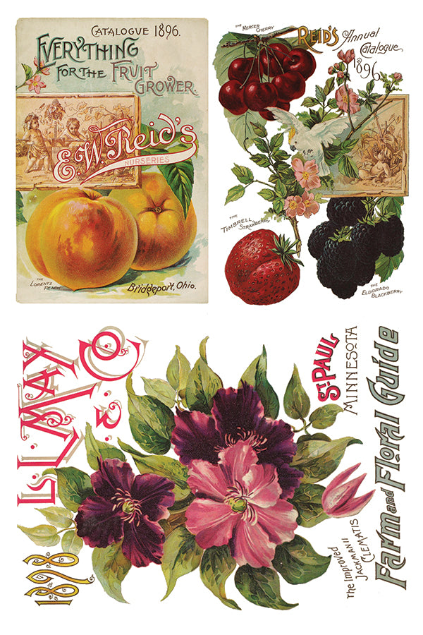 Seed Catalogue Transfer (IOD) Iron Orchid Designs- 8x12 Pad