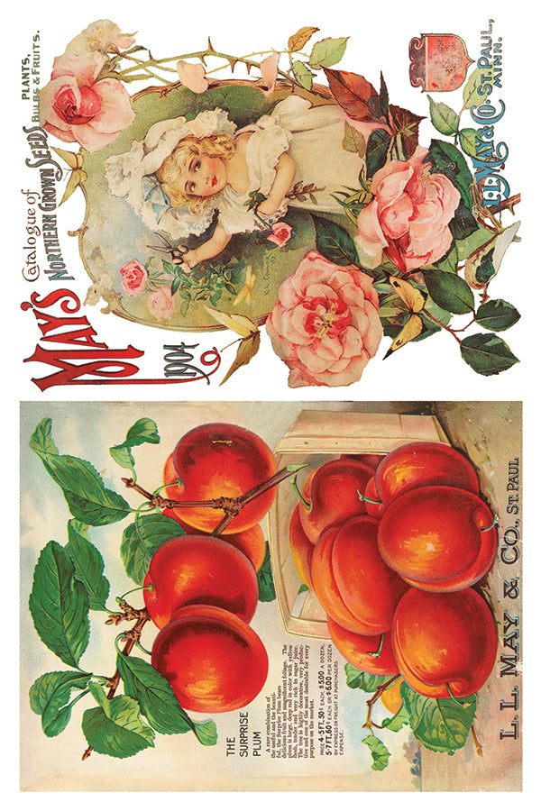 Seed Catalogue Transfer (IOD) Iron Orchid Designs- 8x12 Pad