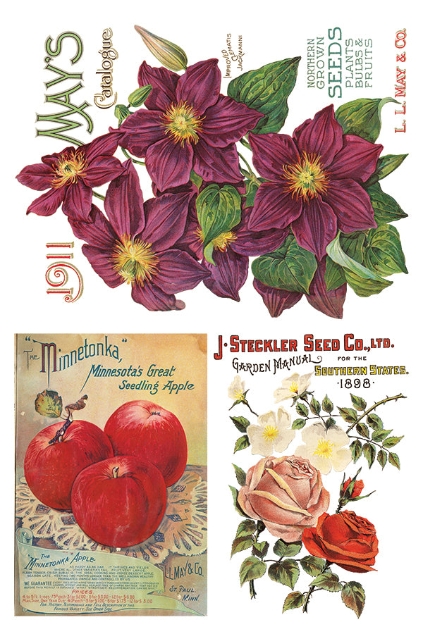 Seed Catalogue Transfer (IOD) Iron Orchid Designs- 8x12 Pad