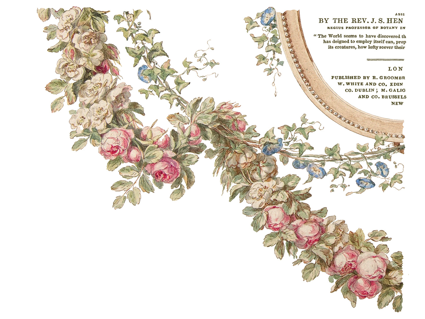 The Botanist Transfer (IOD) Iron Orchid Designs- 12x16 Pad