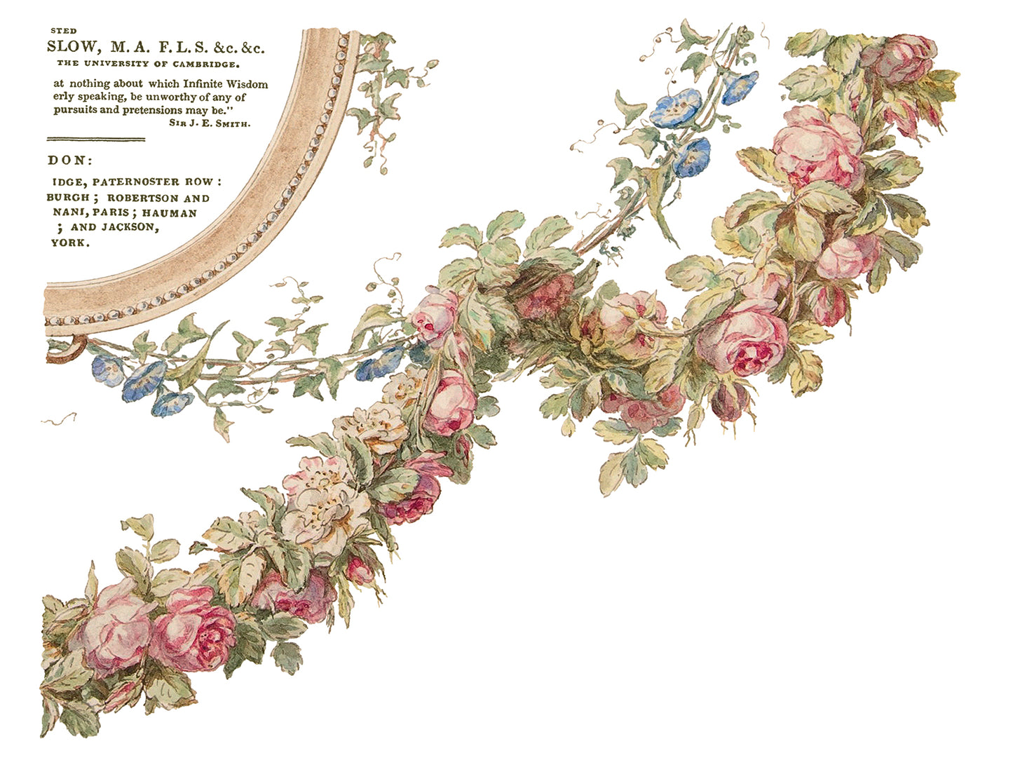 The Botanist Transfer (IOD) Iron Orchid Designs- 12x16 Pad