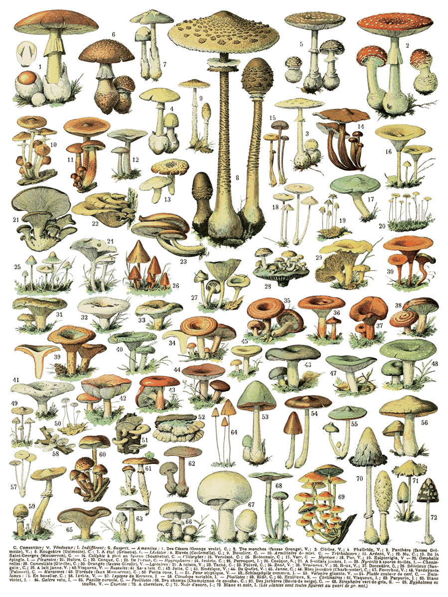 Illustration of various types of mushrooms with labels on a white background. IOD IRON ORCHID Designs Millots Pages page 1