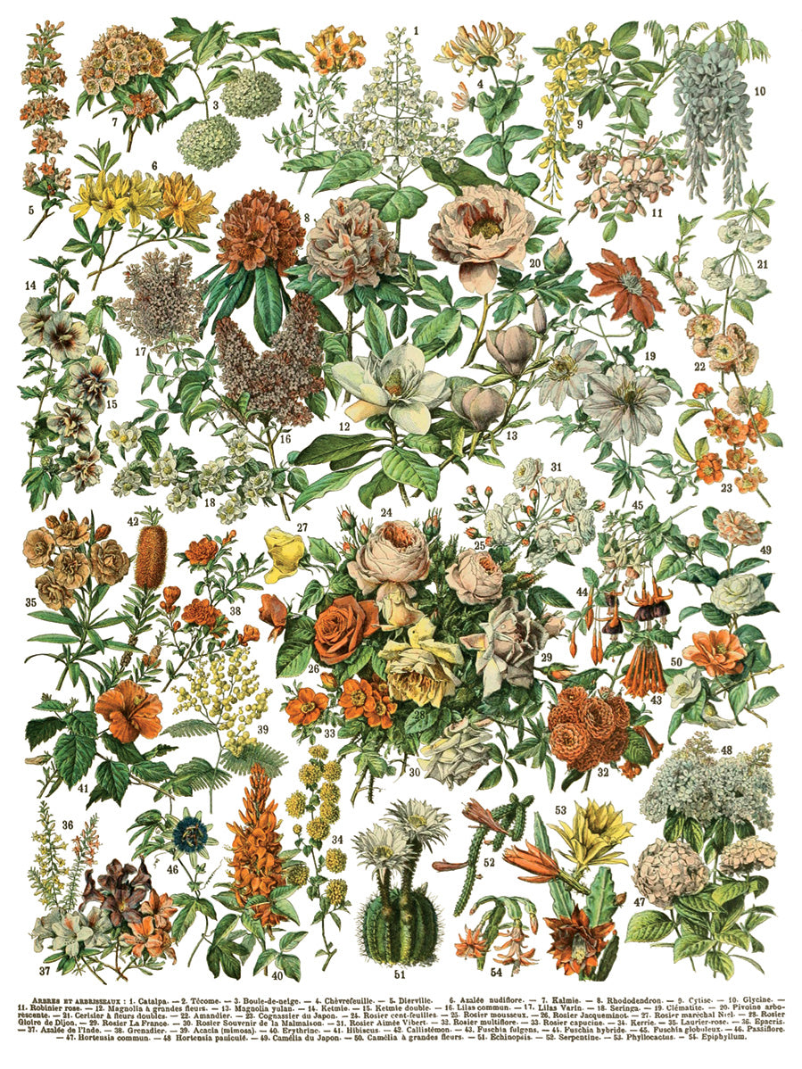 Illustration of various flowers and plants with a white background. IOD IRON ORCHID Designs Millots Pages page 2