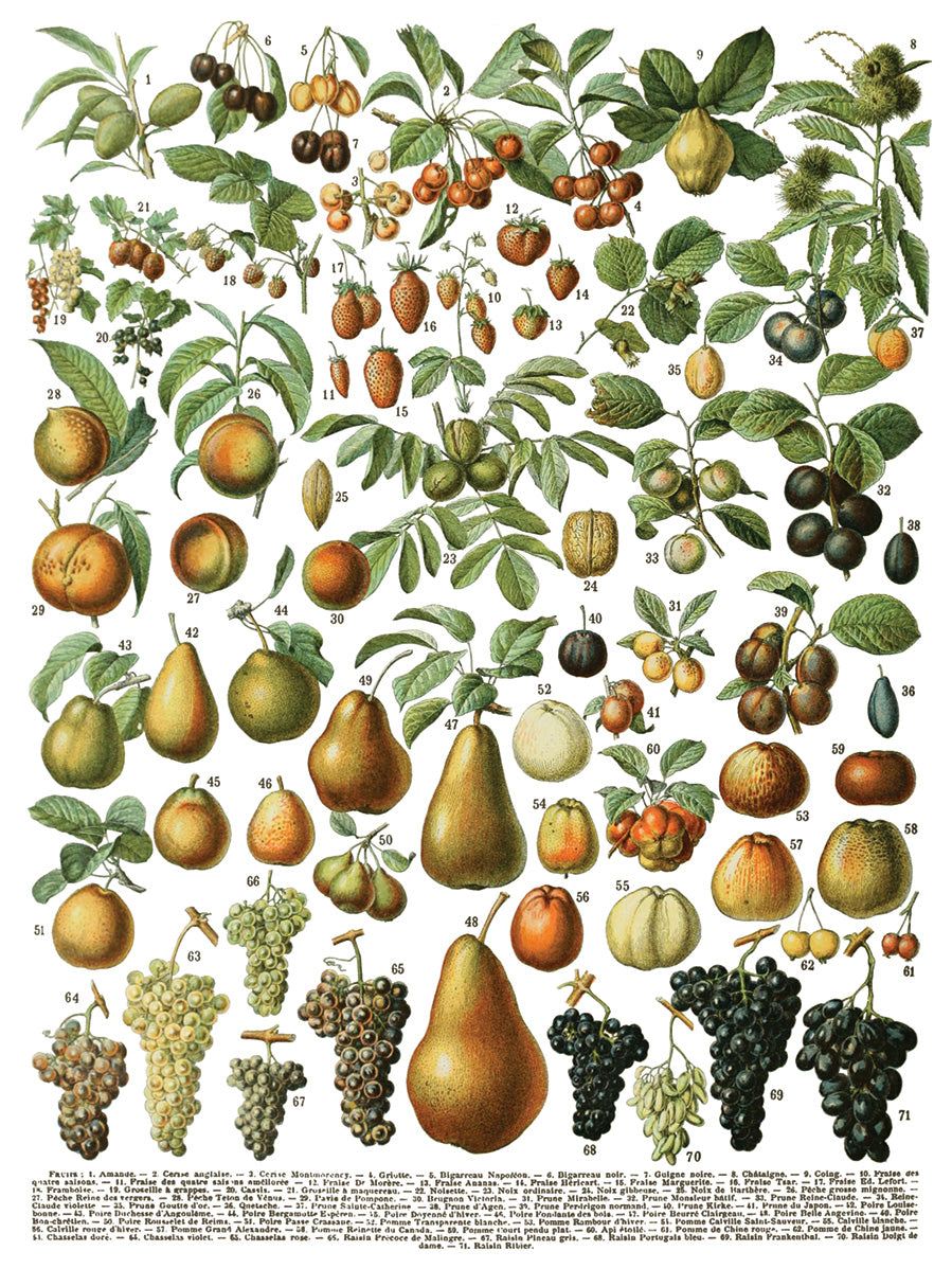 Illustration of various fruits and vegetables with labels on a white background. IOD IRON ORCHID Designs Millots Pages page 3