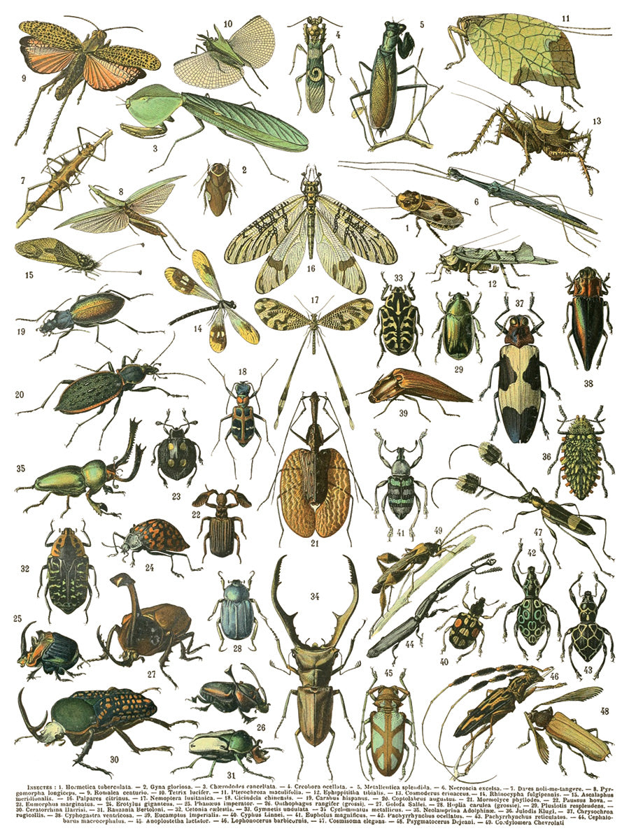 Illustration of various insects with labels on a white background. IOD IRON ORCHID Designs Millots Pages page 4