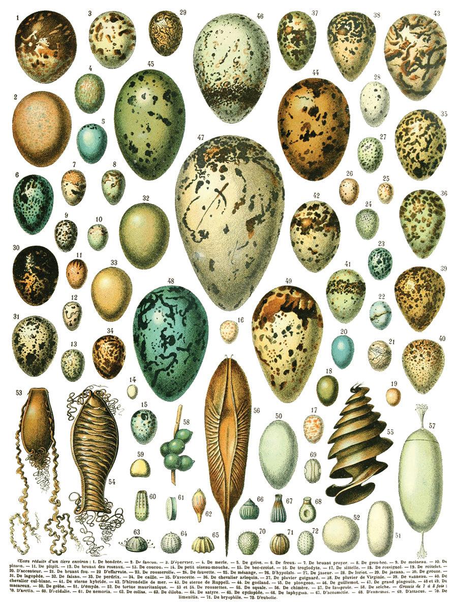 Illustration of various bird eggs and seeds with labels on a white background. IOD IRON ORCHID Designs Millots Pages page 6