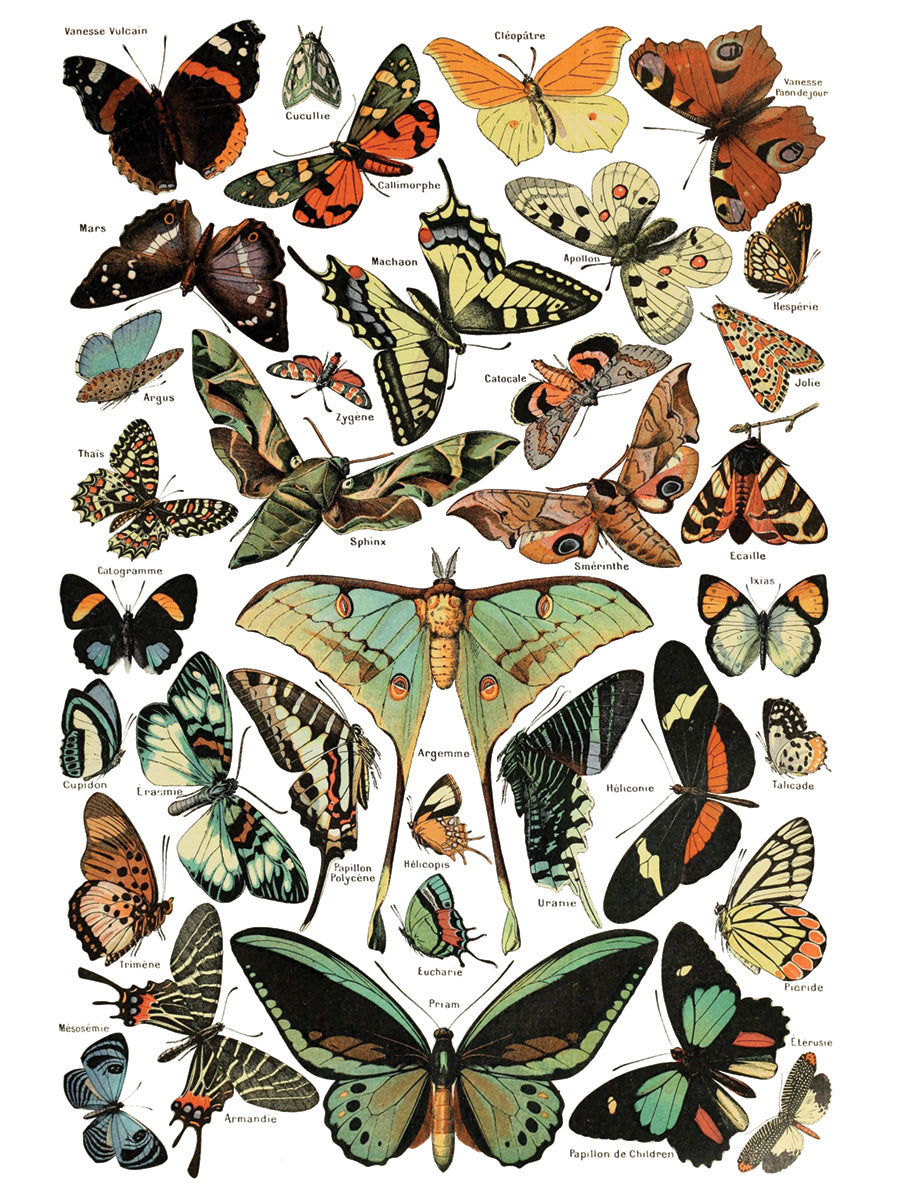 Illustration of various butterflies with labels on a white background. IOD IRON ORCHID Designs Millots Pages page 7
