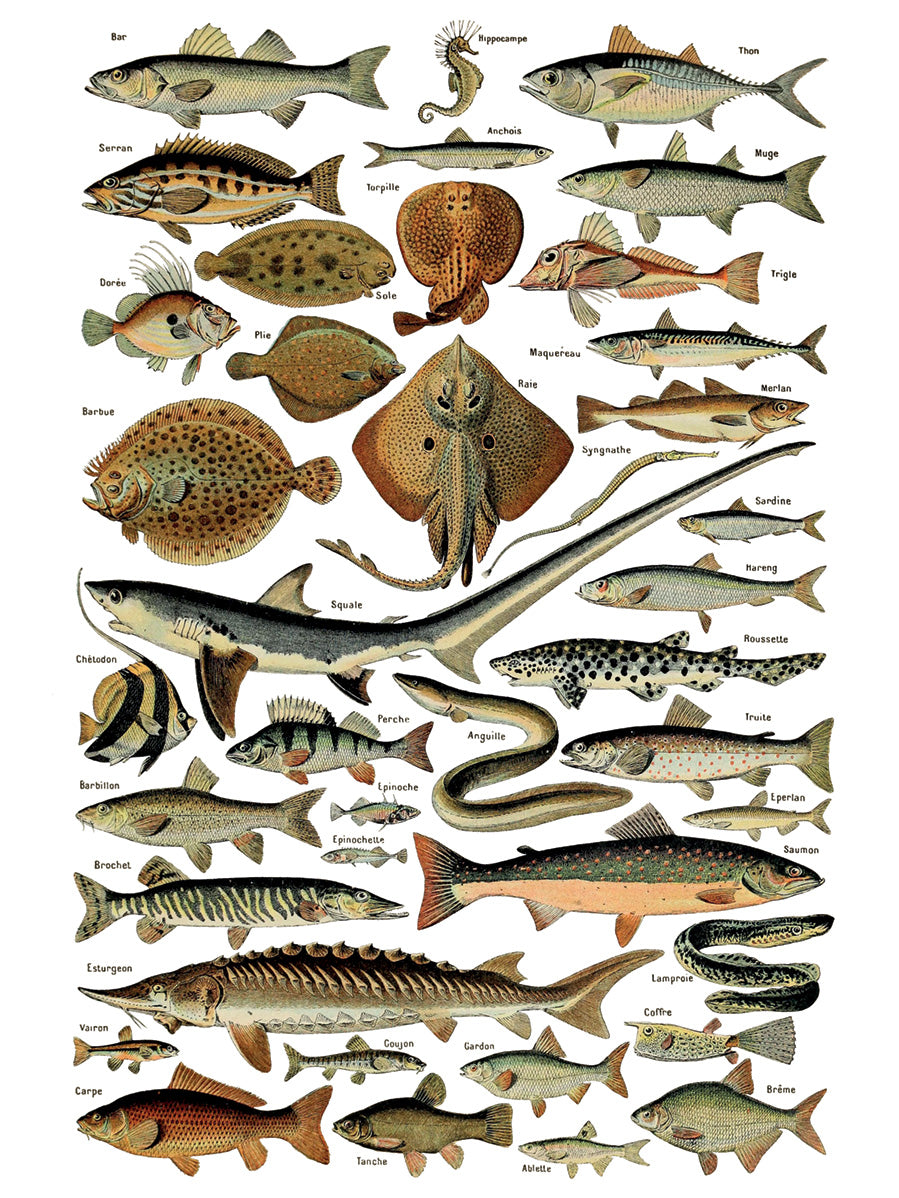 Illustration of various fish species with labels on a white background. IOD IRON ORCHID Designs Millots Pages page 8