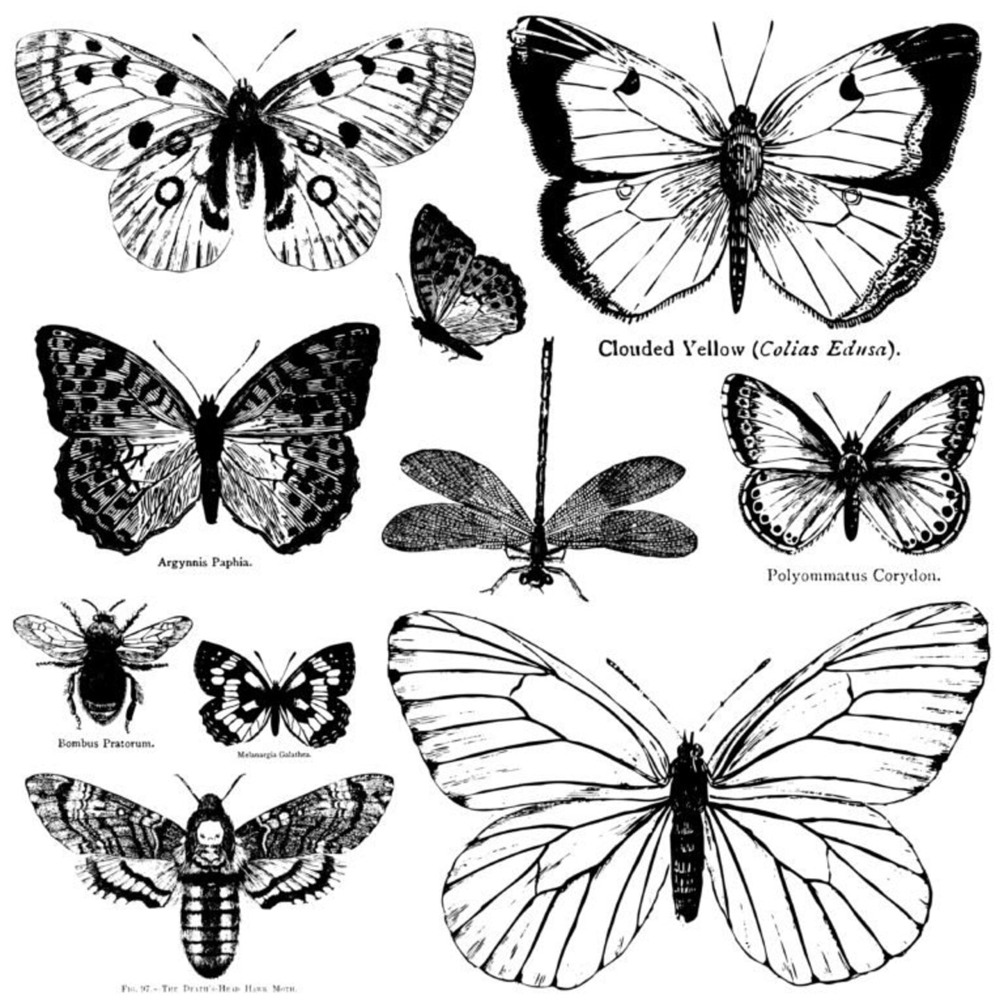Iron Orchid Designs IOD Butterflies Decor Stamp featuring vintage butterflies, moths, dragonfly, and bee for furniture painting, mixed media, home décor, journaling, and DIY craft projects.