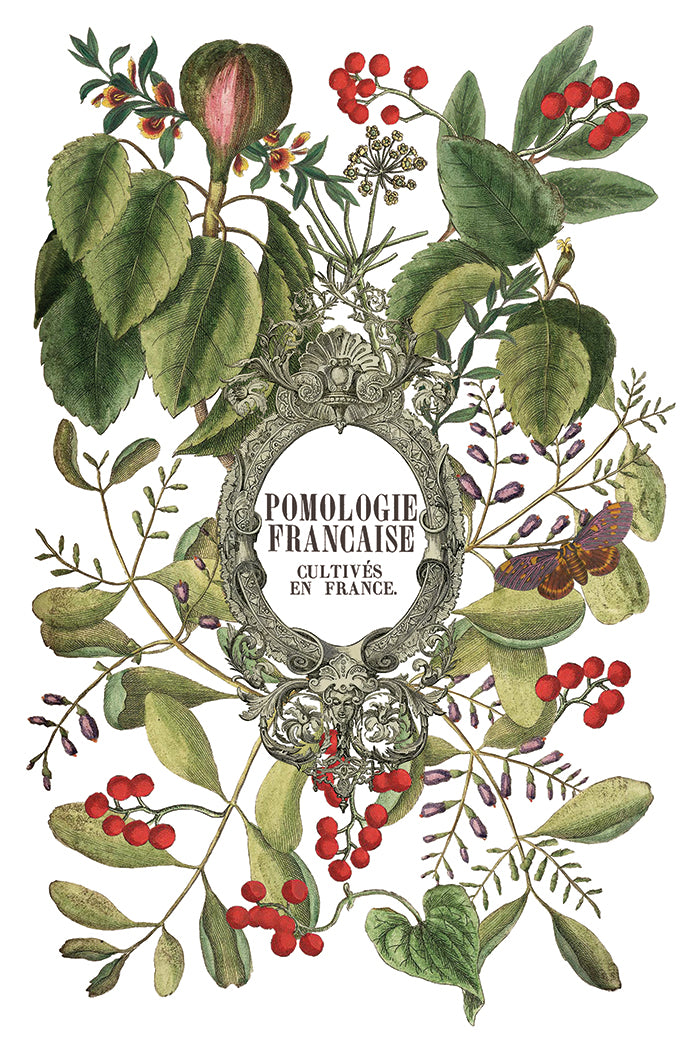 IOD Clementine Transfer Page 1 showing vintage French botanical artwork with lush green foliage, clusters of red berries, figs, and a central decorative grey scrollwork frame with the text "Pomologie Française Cultivées en France."