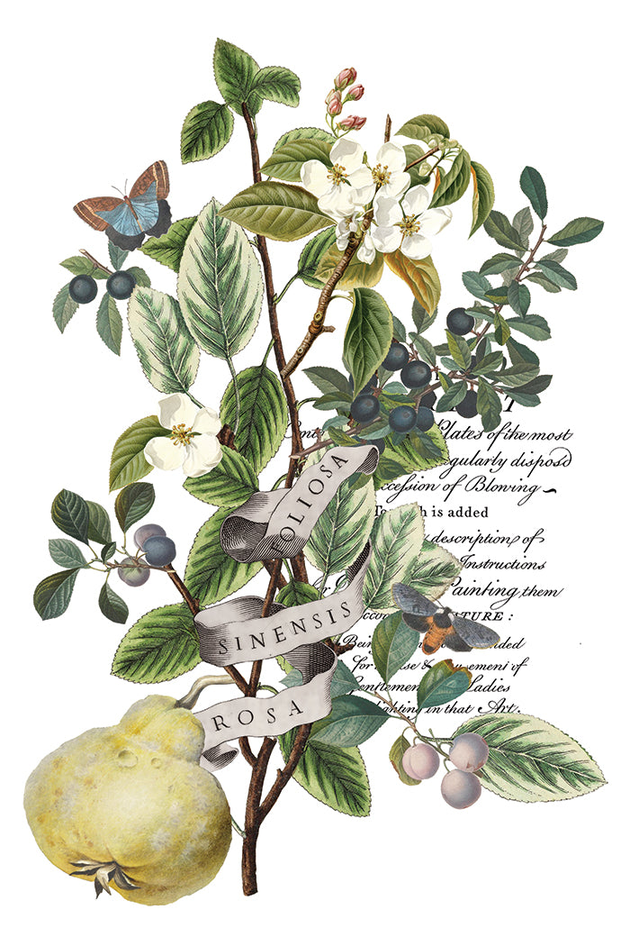 IOD Clementine Transfer Page 3 showing vintage botanical artwork of a large yellow quince branch, dark berries, white blossoms, a blue butterfly perched on foliage, and ribbon banners with Latin text including "ROSA," "FOLIOSA," and "SINENSIS."