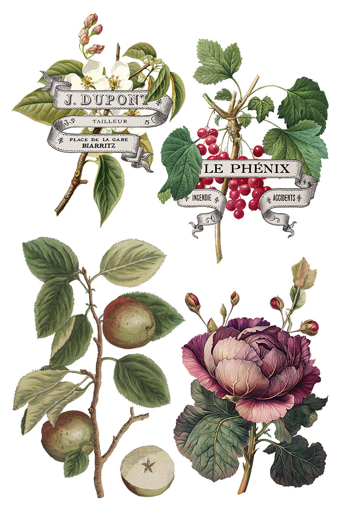 IOD Clementine Transfer Page 4 featuring vintage French botanical artwork of green apples on a branch, red currants with a "LE PHÉNIX" ribbon banner, a large blooming deep purple rose, and top banners reading "J. DUPONT TAILLEUR" and "PLACE DE LA GARE BIARRITZ."