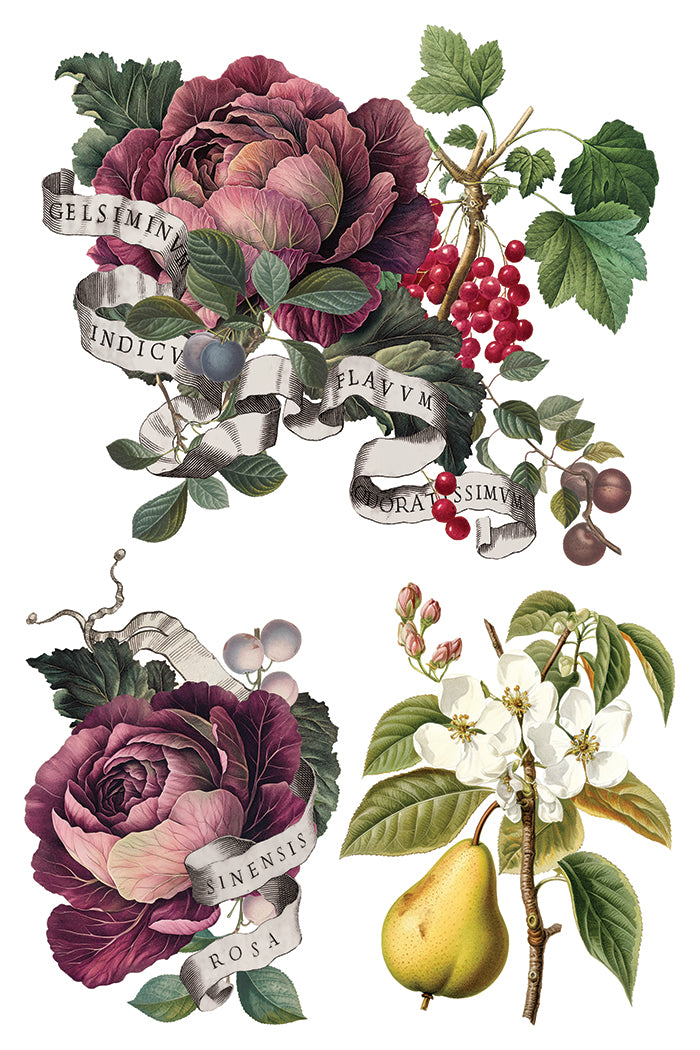 IOD Clementine Transfer Page 5 showing vintage botanical artwork of large blooming deep purple roses, white apple or citrus blossoms, red currant berries on a leafy branch, a yellow pear, and ribbon banners with Latin text including "GELSEMINUM," "INDICUM," and "SINENSIS ROSA."
