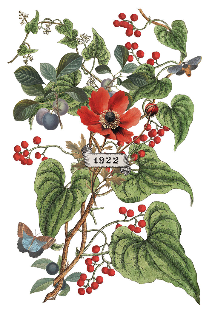 IOD Clementine Transfer Page 6 showing vintage botanical artwork of a bold red anemone flower with green leaves, small clusters of red berries, dark purple plums on a branch, a blue butterfly in the bottom left corner, and a small ribbon tag reading "1922."