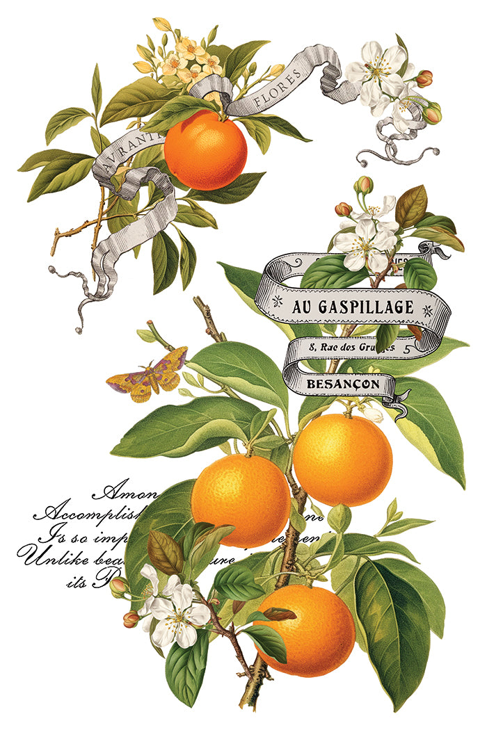 IOD Clementine Transfer Page 7 showing vintage botanical artwork of ripe oranges on leafy branches with white blossoms, a yellow butterfly, calligraphic script, and decorative ribbon banners with French text reading "AURANTIA FLORES" and "AU GASPILLAGE."